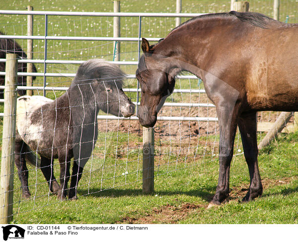 Falabella & Paso Fino / Falabella & Paso Fino / CD-01144