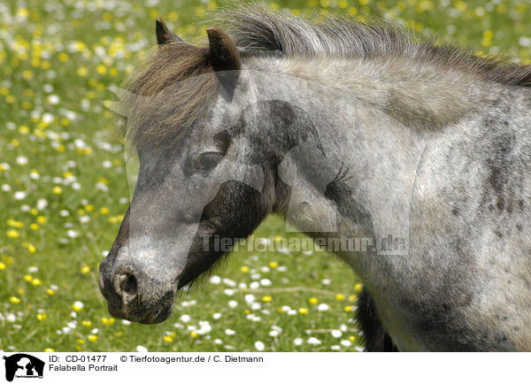 Falabella Portrait / Falabella Portrait / CD-01477