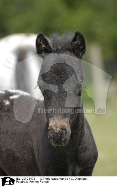 Falabella Fohlen Portrait / Falabella foal portrait / CD-01478