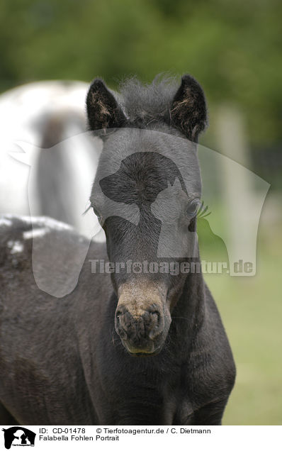 Falabella Fohlen Portrait / CD-01478