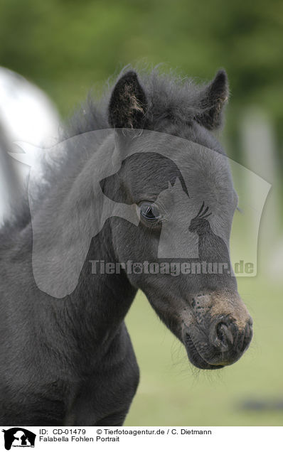Falabella Fohlen Portrait / Falabella foal portrait / CD-01479