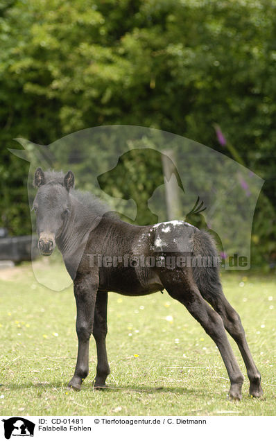 Falabella Fohlen / CD-01481