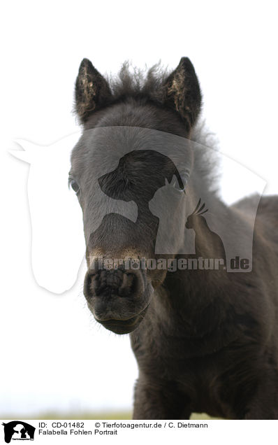 Falabella Fohlen Portrait / CD-01482