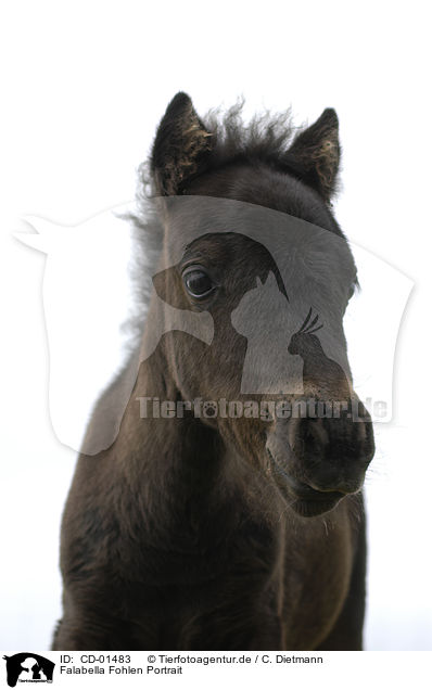Falabella Fohlen Portrait / Falabella foal portrait / CD-01483