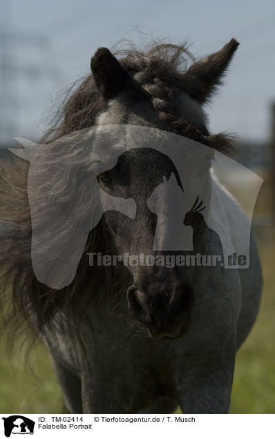 Falabella Portrait / Falabella Portrait / TM-02414
