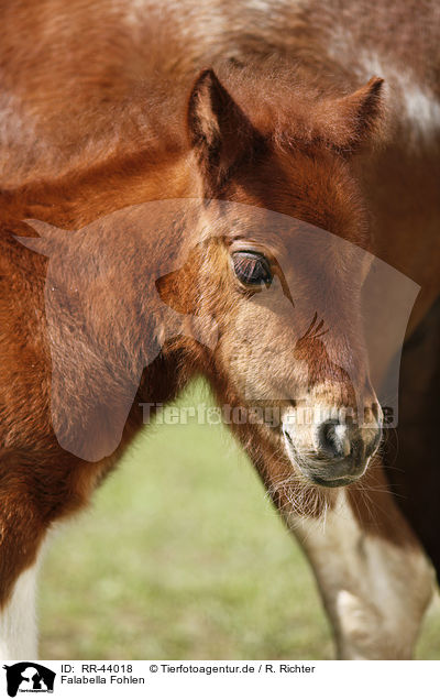 Falabella Fohlen / Falabella foal / RR-44018