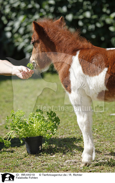 Falabella Fohlen / Falabella foal / RR-44019