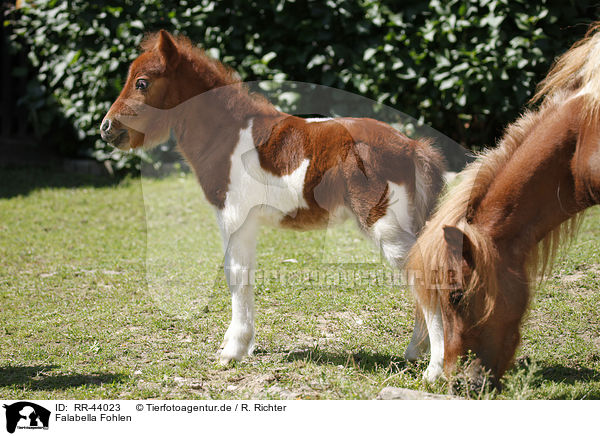 Falabella Fohlen / Falabella foal / RR-44023