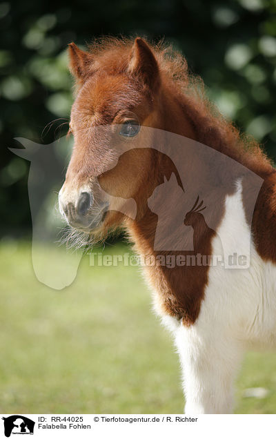 Falabella Fohlen / Falabella foal / RR-44025