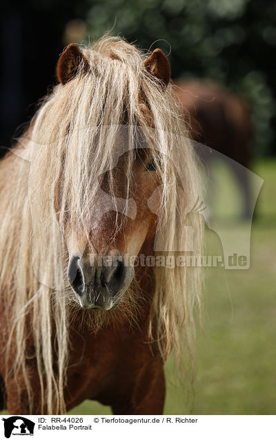 Falabella Portrait / Falabella Portrait / RR-44026