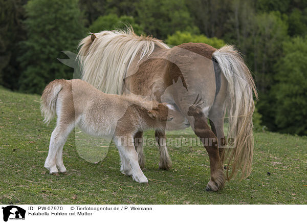 Falabella Fohlen mit Mutter / PW-07970