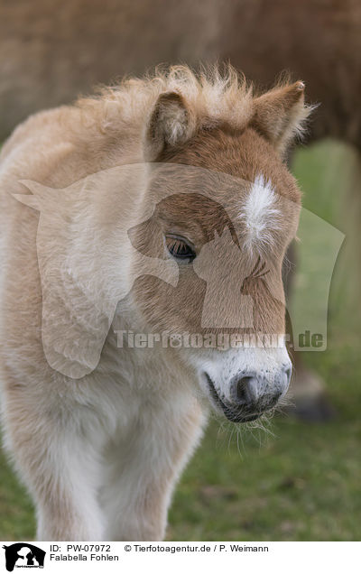 Falabella Fohlen / Falabella foal / PW-07972