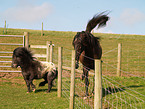 Falabella & Paso Fino