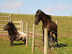 Falabella & Paso Fino