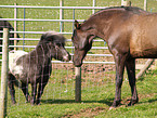 Falabella & Paso Fino