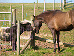 Falabella & Paso Fino