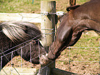 Falabella & Paso Fino