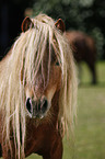 Falabella Portrait