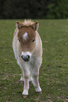 stehendes Falabella Fohlen