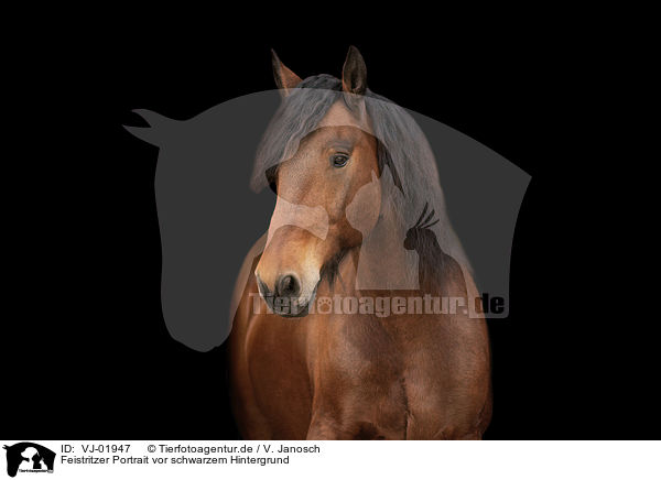 Feistritzer Portrait vor schwarzem Hintergrund / VJ-01947