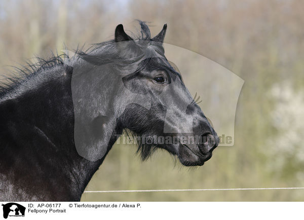 Fellpony Portrait / Fell Pony Portrait / AP-06177