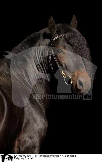Fellpony Portrait / Fell Pony Portrait / NS-02386