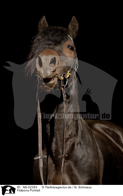Fellpony Portrait / Fell Pony Portrait / NS-02393