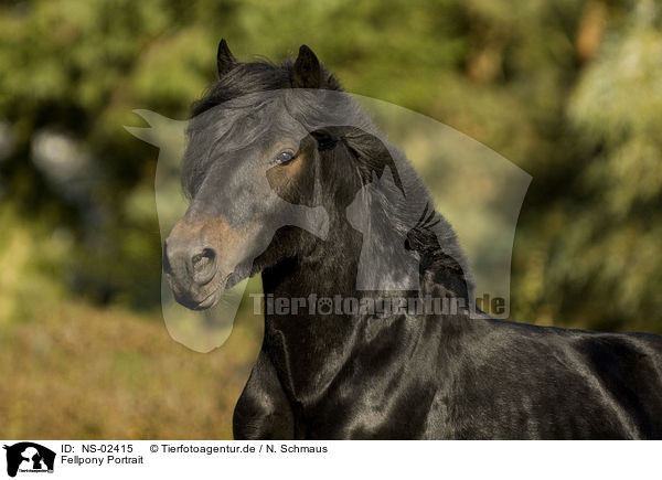 Fellpony Portrait / Fell Pony Portrait / NS-02415