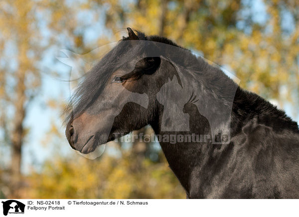 Fellpony Portrait / Fell Pony Portrait / NS-02418
