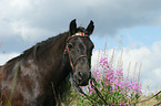 Fellpony Portrait