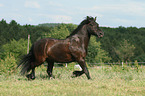 trabendes Fellpony