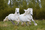 Fellponies