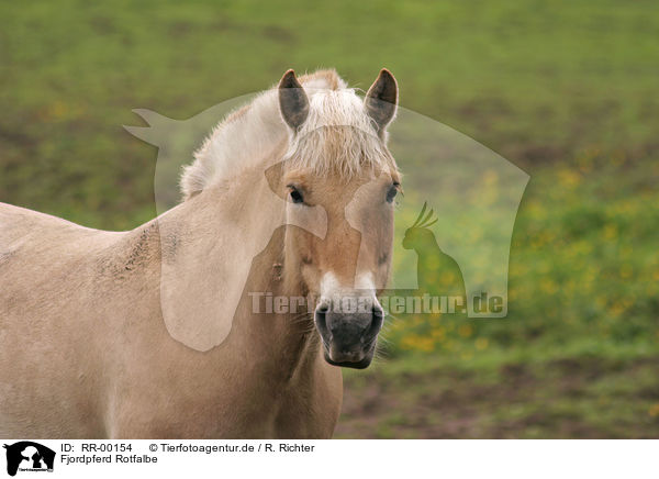 Fjordpferd Rotfalbe / horse / RR-00154