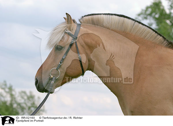Fjordpferd im Portrait / horse head / RR-02160