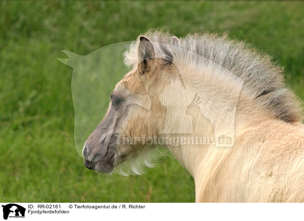 Fjordpferdefohlen / foal / RR-02161