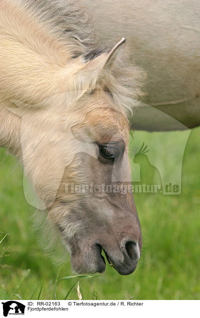 Fjordpferdefohlen / foal / RR-02163