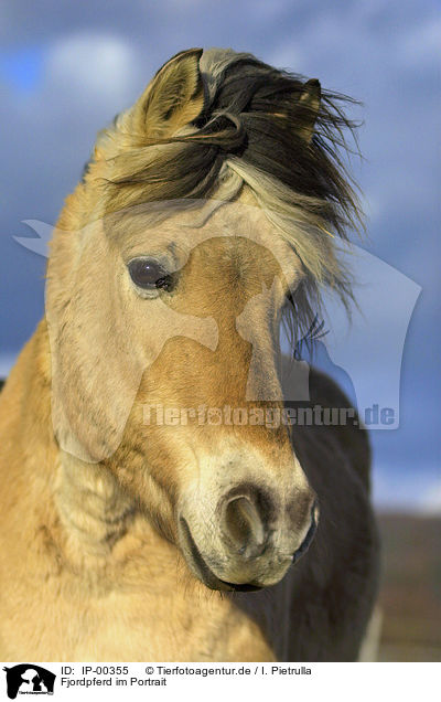 Fjordpferd im Portrait / Fjord Horse Portrait / IP-00355