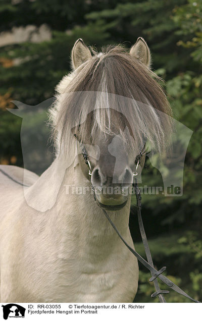 Fjordpferde Hengst im Portrait / stallion / RR-03055