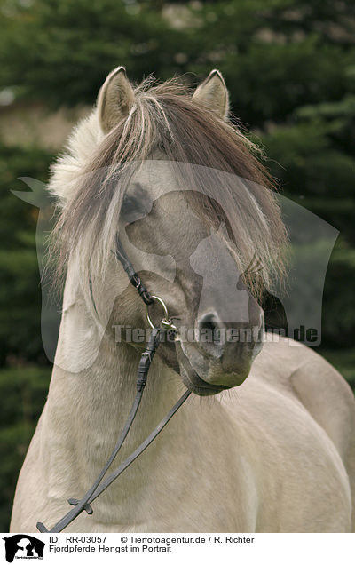 Fjordpferde Hengst im Portrait / RR-03057