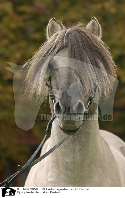 Fjordpferde Hengst im Portrait / stallion / RR-03058