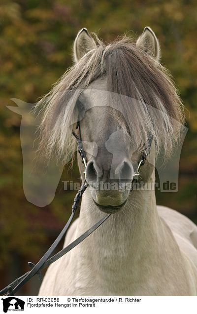 Fjordpferde Hengst im Portrait / RR-03058