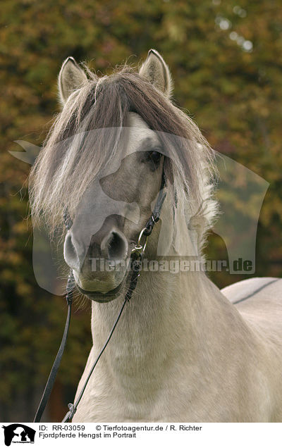 Fjordpferde Hengst im Portrait / RR-03059