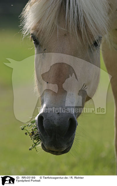 Fjordpferd Portrait / horse head / RR-05189