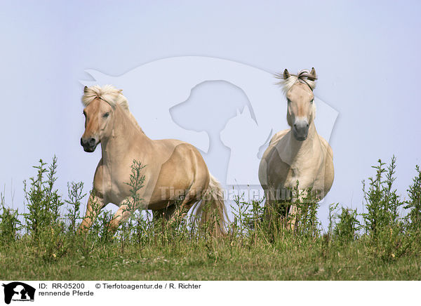 rennende Pferde / RR-05200