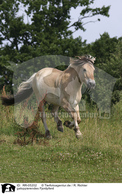 galoppierendes Fjordpferd / running horse / RR-05202