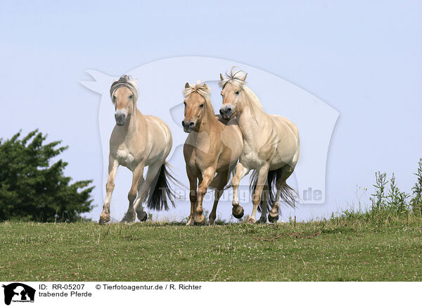 trabende Pferde / RR-05207