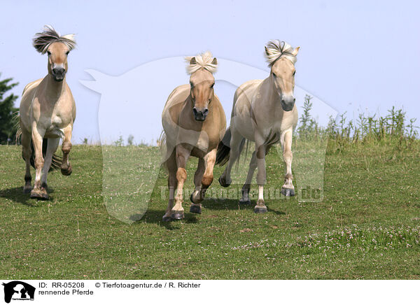 rennende Pferde / RR-05208