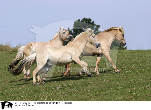 rennende Pferde / RR-05213