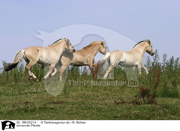 rennende Pferde / RR-05214