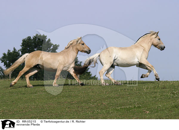 rennende Pferde / RR-05215